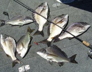 Half an hour’s fishing in the Aire River produced this load of bream (all fish released).